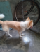Spitz Dog sell  post (6-7 month Age)
